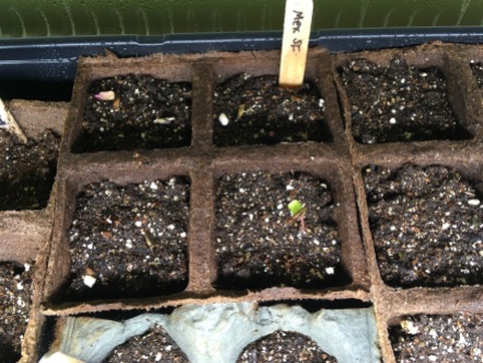 Mar9: first Mexican sunflower sprout
