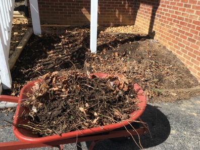 Second wheelbarrow of mint roots