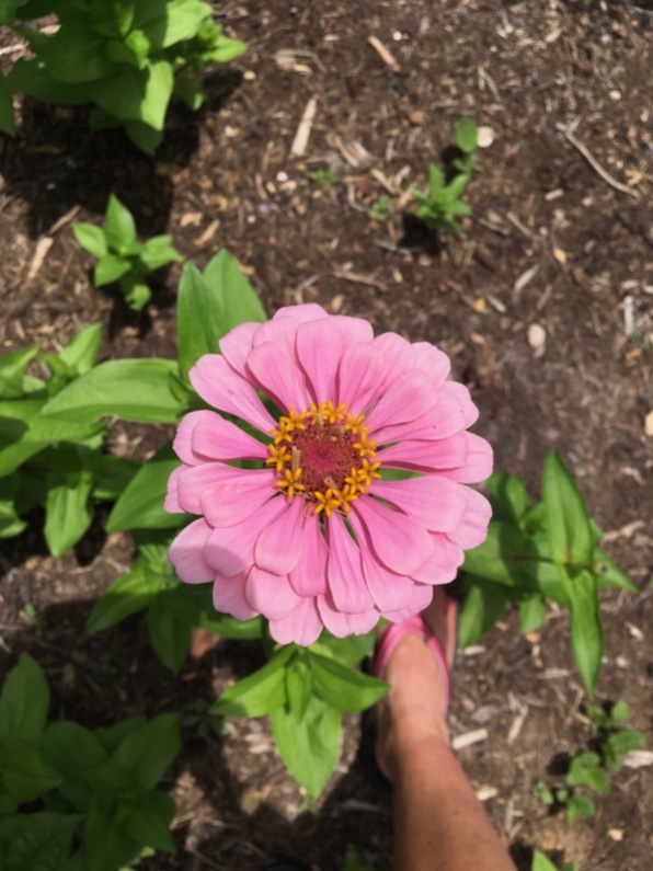 Pink zinnia out front