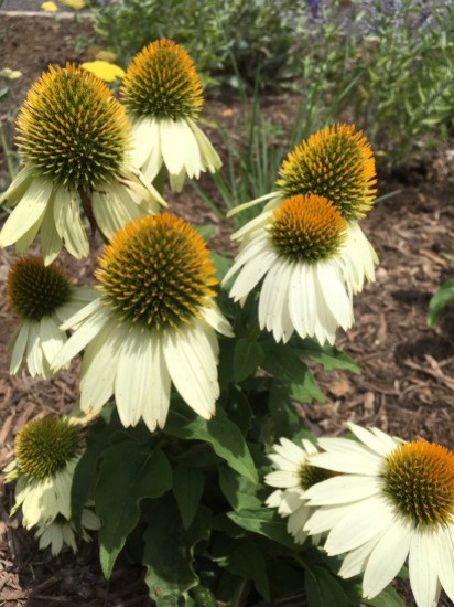 White cone flowers