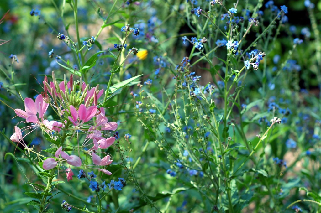 cleome and forget me not_0007