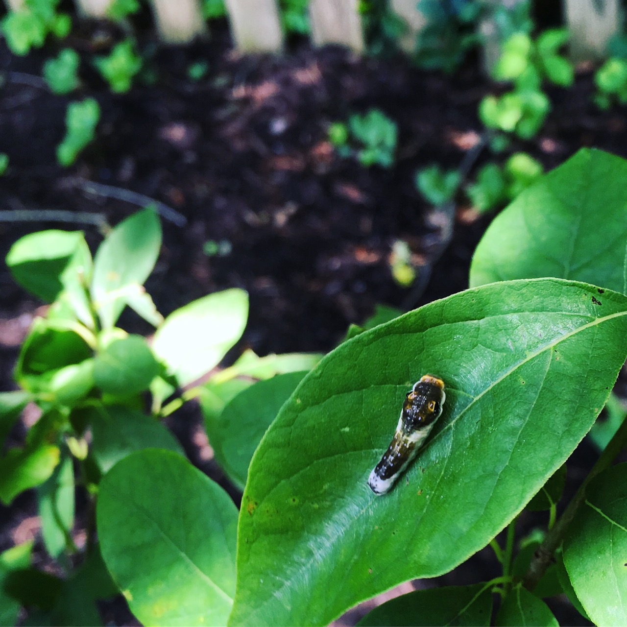 June 17 spicebush swallowtail caterpillar